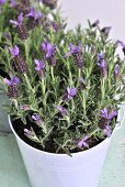 Lavender in a flowerpot