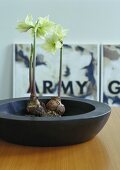 White amarylis in a wooden bowl with a picture by Charlotte Zuijderwijk in the background