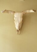 A bison skull from South America