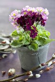 Multi-coloured baby primroses in a pot