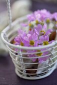 A metal basket filled with baby primroses