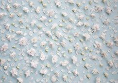 White delphiniums (close-up)