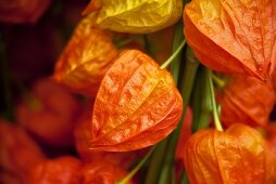 Physalis flowers