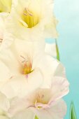 weiße Gladiolenblüten (Nahaufnahme)