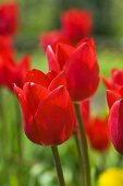 Red tulips