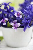 Hyacinths and violets in an enamel cup (close-up)