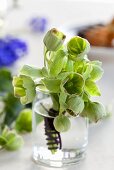 Hellebores in a glass vase