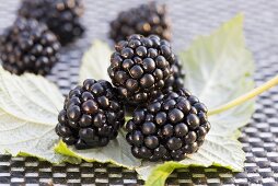 Fresh blackberries on leaves