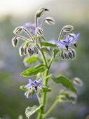 Borage with flowers (close-up)