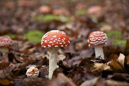 Fliegenpilze am Boden eines Mischwaldes