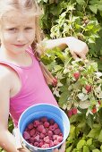 A blonde girl picking raspberries