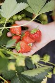 A hand holding strawberries a the plant
