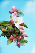 Apple blossoms, closed and open