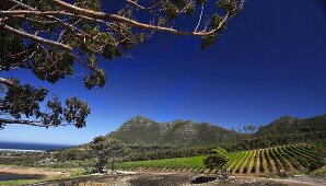Cape Point vineyard with Chapman's Bay and Chapman's Peak, Noordhoek, Western Cape, South Africa