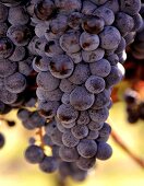 Shiraz-Weintrauben an der Rebe, Australien