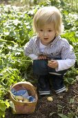 Small boy picking potatoes