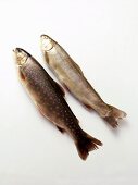 Two fresh brook trout