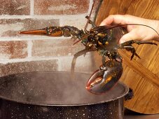 Placing a Lobster in Boiling Water