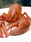 A Boiled Lobster on a Plate