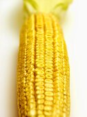 White Ear of Corn