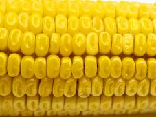 Corn on the Cob ( Close Up )