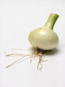 Knob Onion