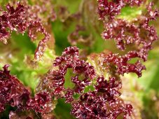 Red Leaf Lettuce (Lollo Rosso)