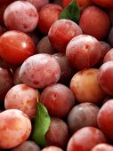 Burbank Plums in a Wooden Crate