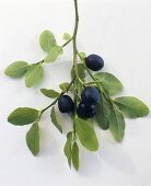 Blueberries on branch