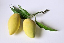 Mangos der Sorte Nam Dok Mai aus Thailand