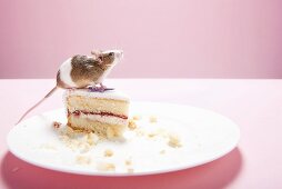 Mouse and slice of cake on plate