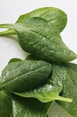 Young spinach leaves with drops of water