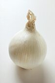 White onion