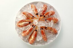 Shrimps on plate with crushed ice