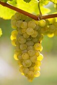 White wine grapes on the vine in sunlight