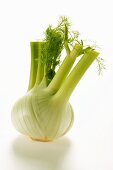 Fresh fennel bulb