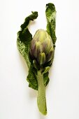 Artichoke with leaves