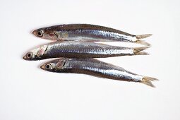Fresh sardines