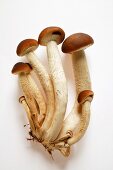 Frische Pappelpilze (Enokitake-Pilze)