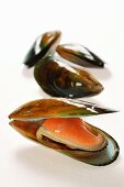 New Zealand mussels, one opened