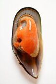 New Zealand mussel in mussel shell