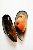 New Zealand mussel with mussel shells