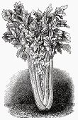 Celery (Illustration)
