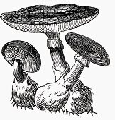 Mushrooms (Illustration)