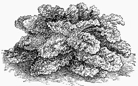 Curly kale (Illustration)