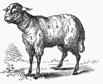 Lamb (Illustration)