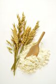 Various cereal ears and flour with wooden scoop