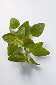 Fresh marjoram