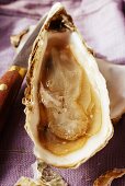 Frische Auster auf lila Tuch