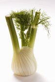 Fresh fennel